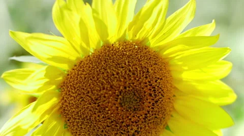 Closeup view of yellow sunflower in the wind 動画素材 65309249