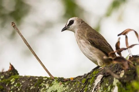 Closeup view of a yellow vented bulbul Stock Photos