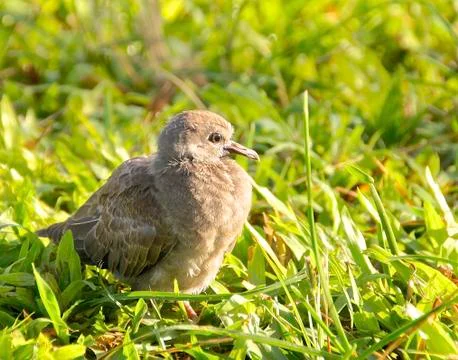 The closeup view of young chick on grass Stock Photos