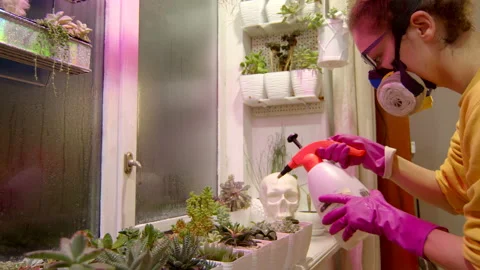 Closeup view of a young lady spraying her succulents with bug repellant at home. Stock Footage 180666792