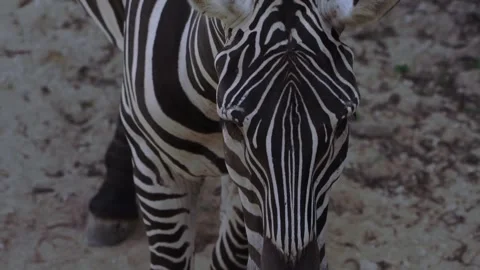 CloseUp View of Zebra Face With Black and White Stripes in Bali Zoo Stock Footage 325694644