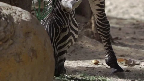 Closeup View of Zebra Feeding on Ground Inside Zoo in Bali Stock Footage 325510870