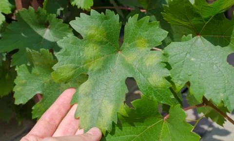 Closeup of vine grape leaf affected by Downy Mildew (Plasmopara vitikola) Stock Photos