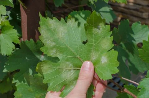 Closeup of vine grape leaf affected by Downy Mildew (Plasmopara vitikola) Stock Photos