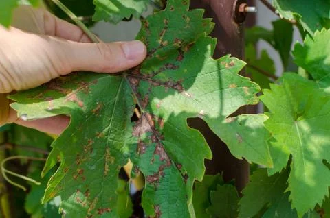 Closeup of vine grape leaf affected by Downy Mildew (Plasmopara vitikola) Stock Photos