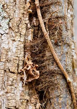 Closeup of Vine on Tree Trunk 스톡 사진