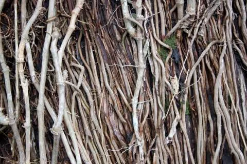 Closeup of vines texture Stock Photos