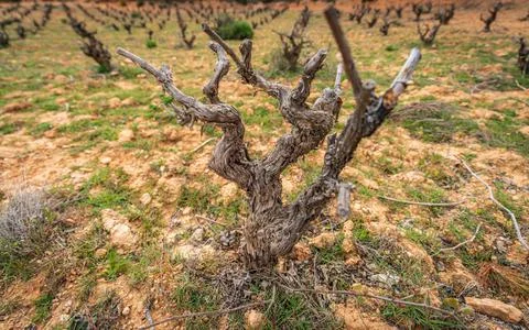 Closeup of vineyard trunk with blurred background Stock-Fotos
