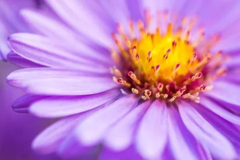 Closeup violet aster flower background Foto stock