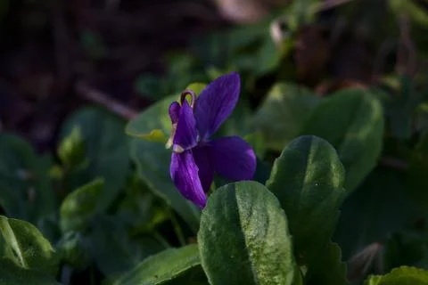 Closeup of a violet in bloom in a field Stock Photos
