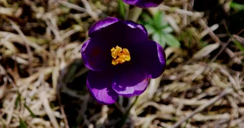Closeup of Violet Blossoms of Crocus From Above Stock Footage 61743684