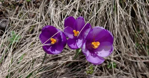 Closeup of Violet Blossoms of Crocus From Above Stock Footage 61743703