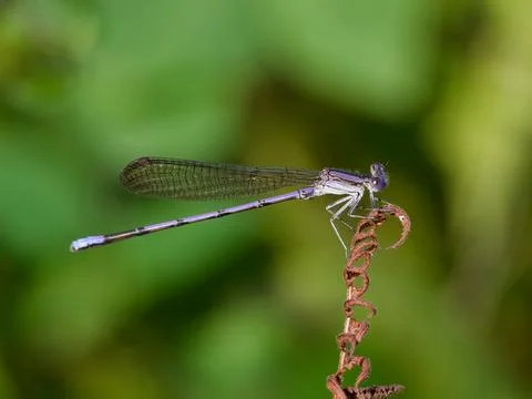 Closeup of violet colored variable dancer damselfly Fotos de archivo