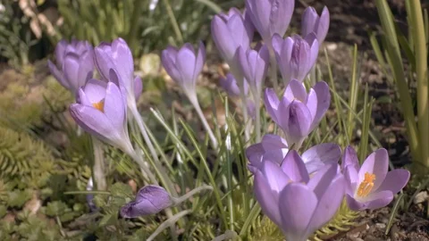 Closeup on violet crocus flowers wild growing on wind. Handheld camera. Stock Footage 86969908