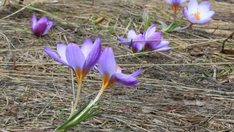 Closeup violet crocus Stock Footage 10897096