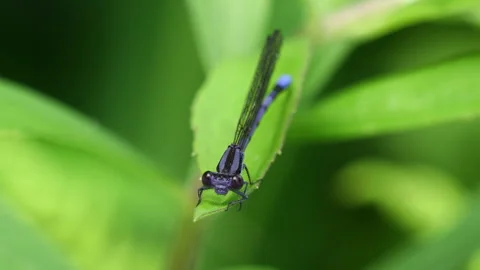 Closeup of Violet Dancer Damselfly Stock Footage 310789655