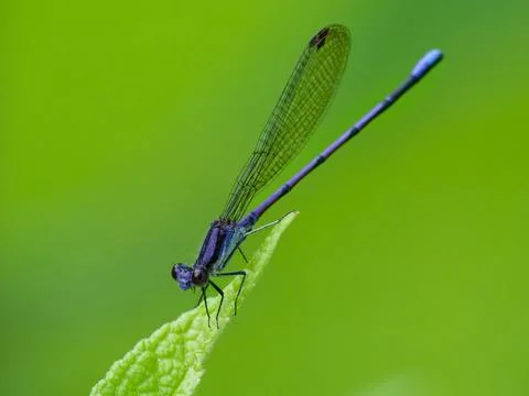 Closeup of Violet Dancer Damselfly 库存照片