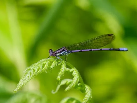 Closeup of Violet Dancer Damselfly Foto stock