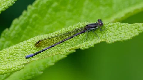 Closeup of Violet Dancer damselfly 库存照片