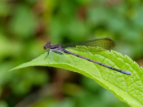 Closeup of Violet Dancer Damselfly Foto stock