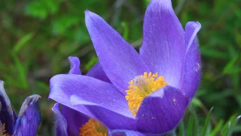 Closeup violet flower Stock Footage 10897871