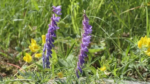 Closeup of violet flower in the grass Video stock 112751926