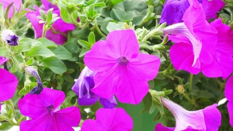 Closeup of Violet flower swaying from wind in field Stock Footage 113252339