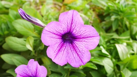 Closeup of Violet flower swaying from wind in field Stock Footage 113303308