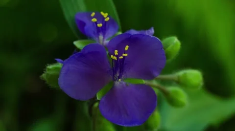 Closeup violet flower timelapse Stock Footage 52366710