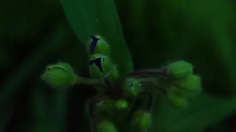 Closeup violet flower timelapse Stock Footage 52367144