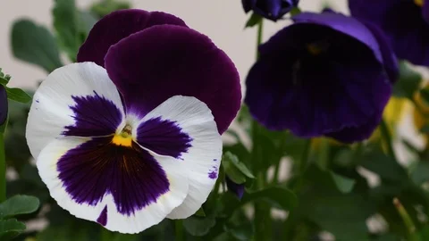 Closeup of violet in a garden. Stock-Footage 88588888