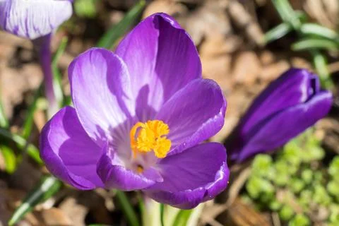 Closeup of violet spring crocus flowers (Crocus vernus) from above Stock Photos