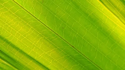 Closeup vivid green palm leaf. Stock Footage 118342013