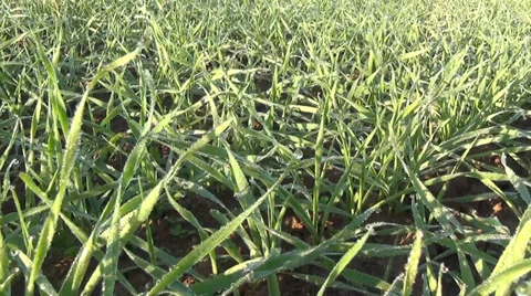 Closeup walk imitation between winter wheat cereal crops plants Stock Footage 33032629