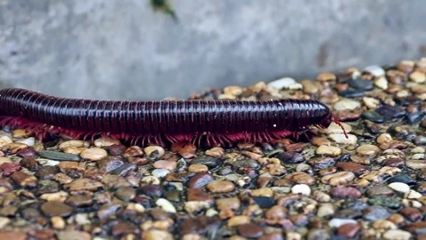 Closeup of walking Brown Centipede on the Floor Stock Footage 75025130
