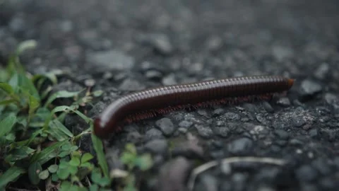 Closeup of walking Brown Centipede in slow motion Stock Footage 301586471