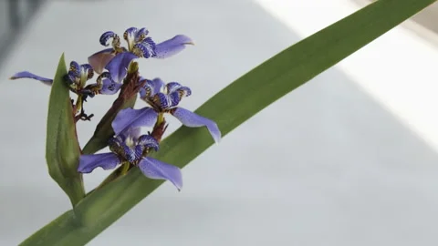 Closeup of Walking Iris Flower on a Light Windy and Sunny Day Vídeo Stock 203912497