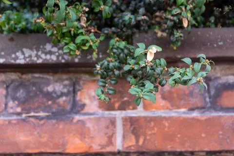 Closeup of the wall Stock Photos