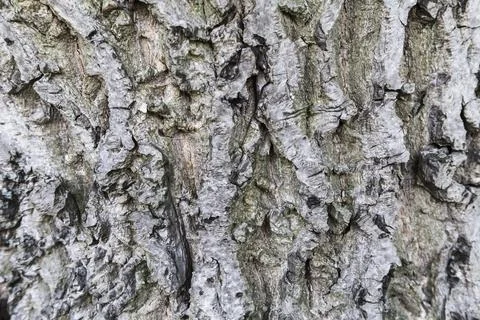 Closeup of walnut bark Stock Photos