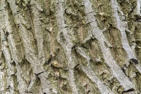 Closeup of walnut bark Stock Photos