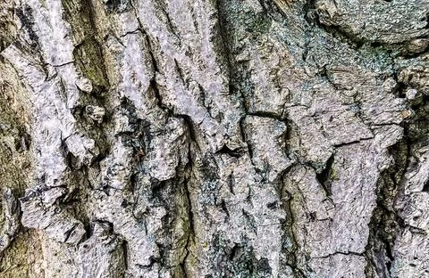 Closeup of walnut bark Stock Photos