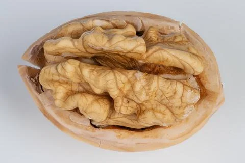 Closeup walnut kernel in shell showing raw textured folds resembling brain, w Foto stock