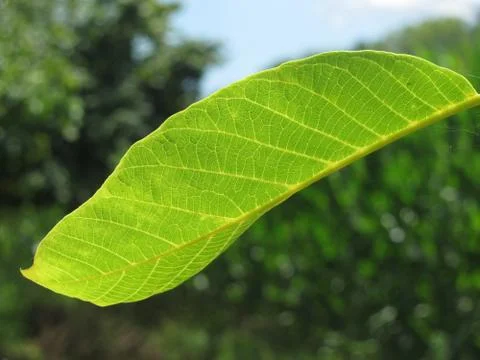 Closeup of walnut leaf lit by sunlight Stock Photos