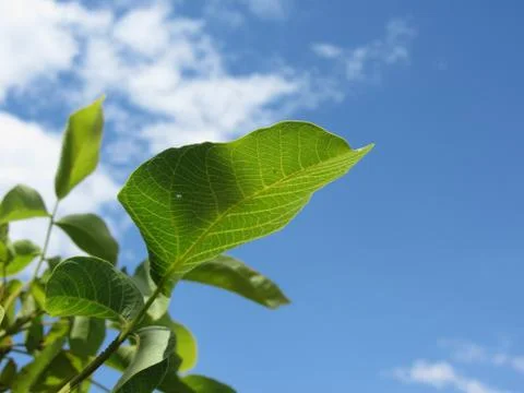 Closeup of walnut leaf lit by sunlight against the blue sky Stock Photos