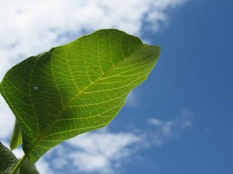Closeup of walnut leaf lit by sunlight against the blue sky Foto stock