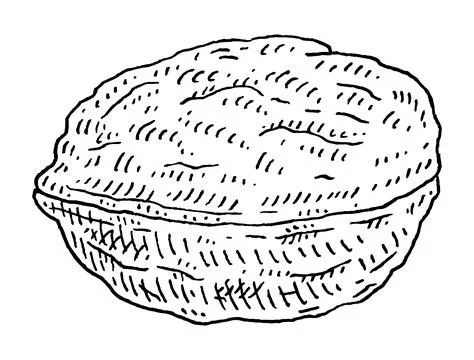 Closeup walnut in shell. Vector engraving black vintage illustration. 스톡 일러스트