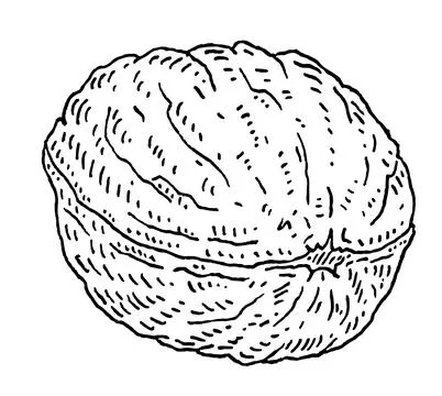 Closeup walnut in shell. Vector engraving black vintage illustration. Illustrazione stock