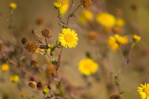 Closeup of warm yellow common fleabane flowers with selective focus on foregr Stock Photos