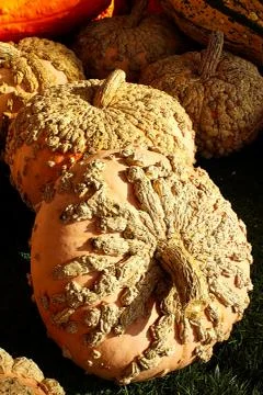 Closeup of warty guords on a table Stock Photos