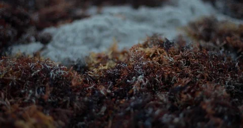 Closeup Of Washed Up Red Seaweed Blowing From The WInd At A Beach Видео 102581240